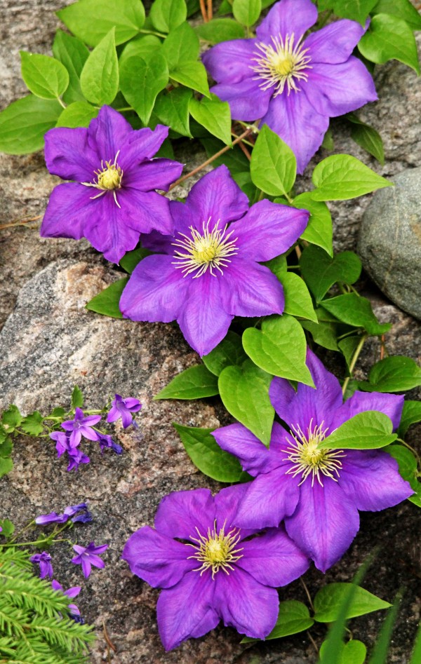 Purple Clematis On Rock by Deb Oppermann